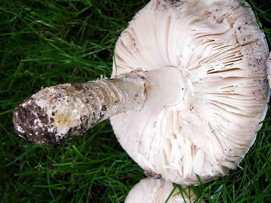 Amanita vittadinii . Specie da proteggere.